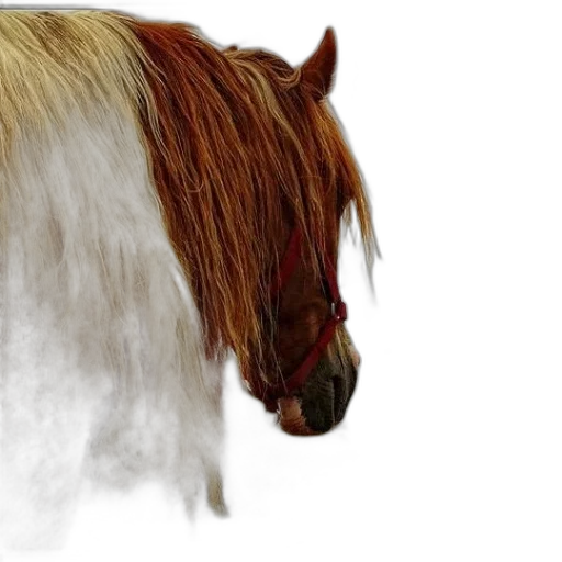 hair, animal, creature, hat transparent PNG cut-out