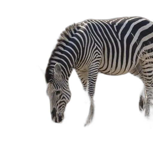 animal, creature, jewelry, hair transparent PNG cut-out