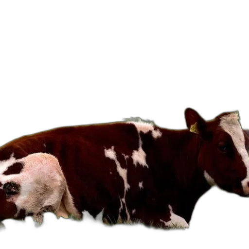 animal, food, creature, weapon transparent PNG cut-out