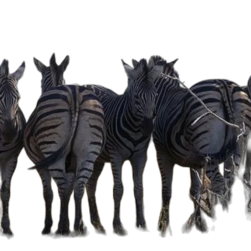 animal, creature, crown, jewelry transparent PNG cut-out