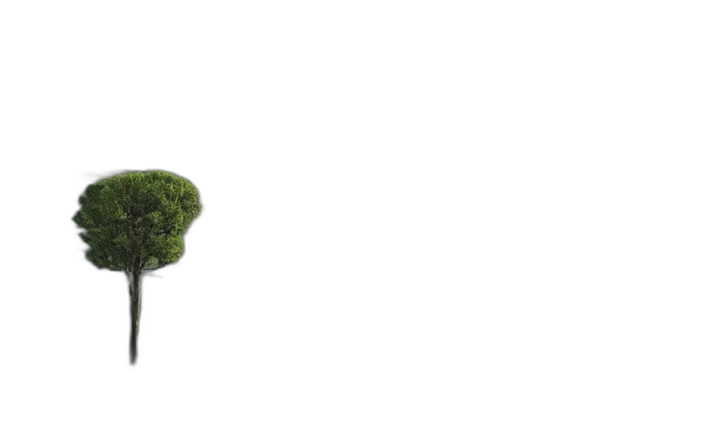 tree, crown, hair, umbrella transparent PNG cut-out
