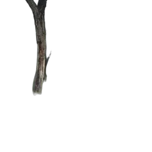 tree, staff, hair, sword transparent PNG cut-out