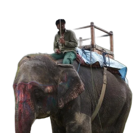 animal, staff, creature, car transparent PNG cut-out