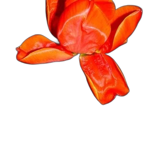 flower, crown, jewelry, umbrella transparent PNG cut-out