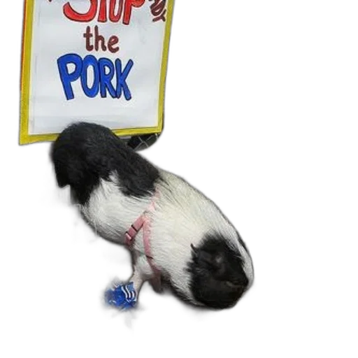 animal, staff, food, small transparent PNG cut-out