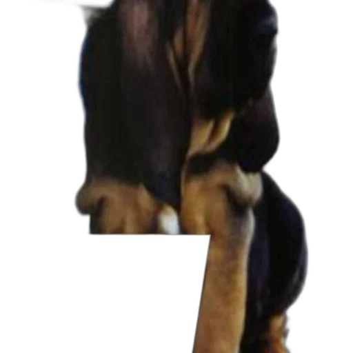 animal, staff, creature, jacket transparent PNG cut-out