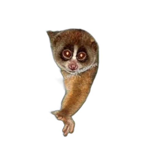 staff, animal, creature, mask transparent PNG cut-out