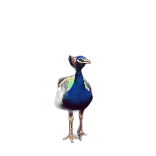 animal, creature, staff, hat transparent PNG cut-out
