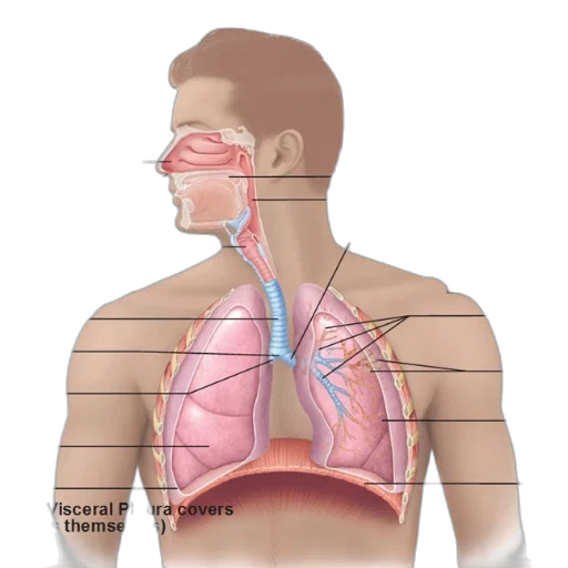 anatomical, diagram, human, respiratory transparent PNG cut-out