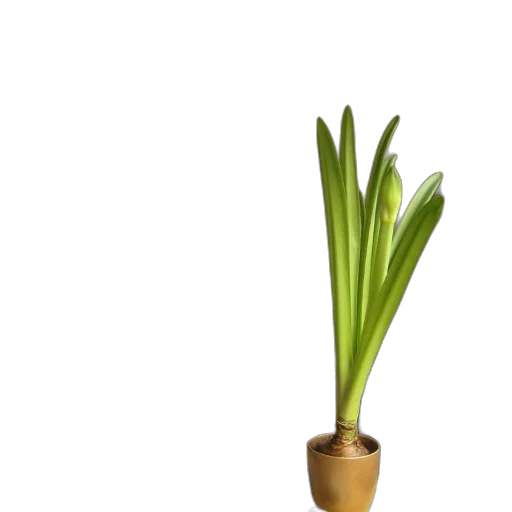 flower, staff, crown, weapon transparent PNG cut-out