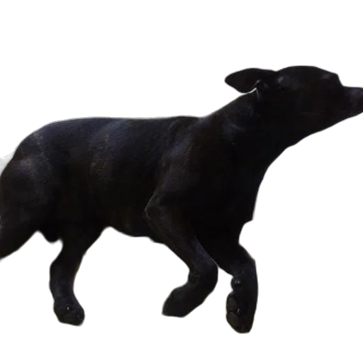animal, creature, staff, food transparent PNG cut-out