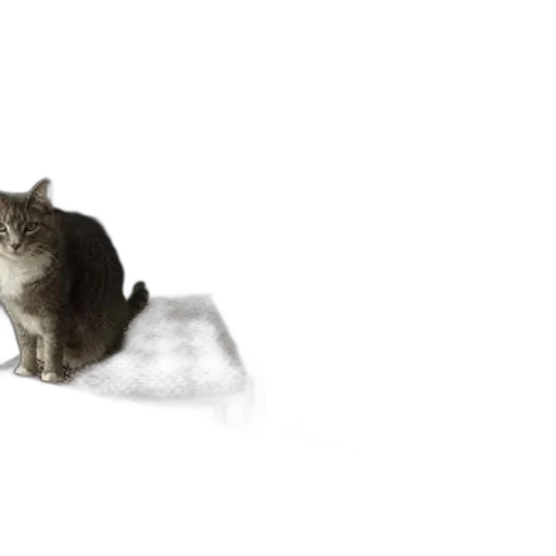 animal, creature, staff, hat transparent PNG cut-out