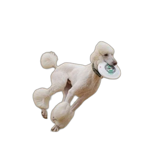 creature, animal, staff, hat transparent PNG cut-out