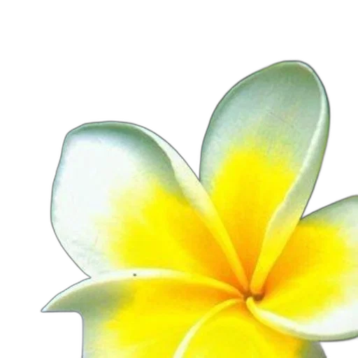 flower, crown, jewelry, staff transparent PNG cut-out