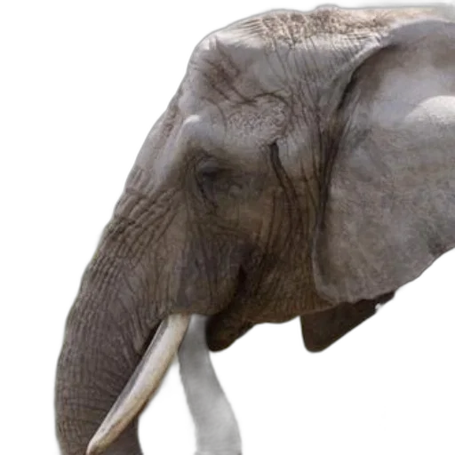 animal, creature, mask, hat transparent PNG cut-out