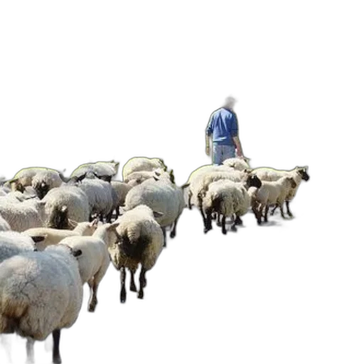 animal, shepherd, herds, flock transparent PNG cut-out