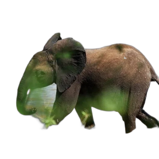 animal, creature, staff, dragon transparent PNG cut-out
