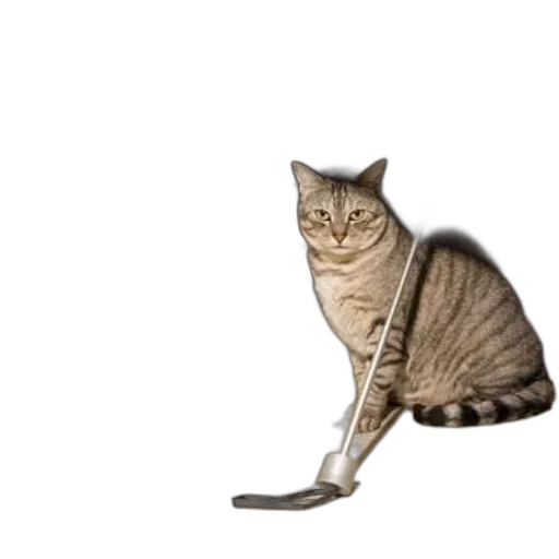staff, animal, creature, weapon transparent PNG cut-out