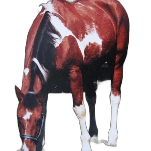 animal, creature, jacket, staff transparent PNG cut-out