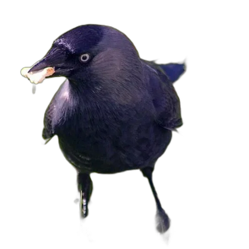 animal, creature, staff, food transparent PNG cut-out