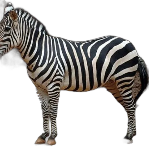 animal, creature, jewelry, furniture transparent PNG cut-out