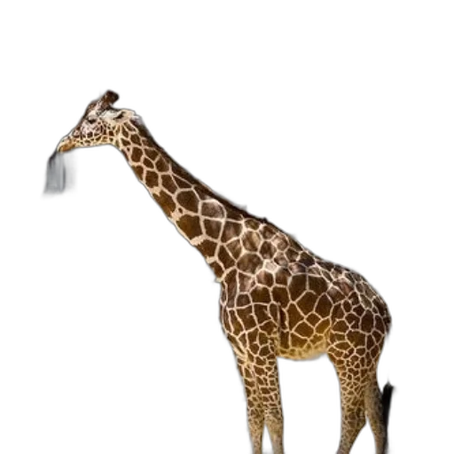 animal, creature, staff, weapon transparent PNG cut-out