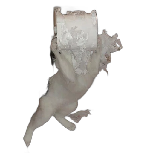 dragon, crown, animal, creature transparent PNG cut-out