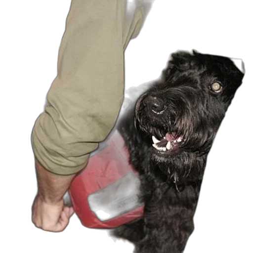 animal, staff, creature, shoes transparent PNG cut-out