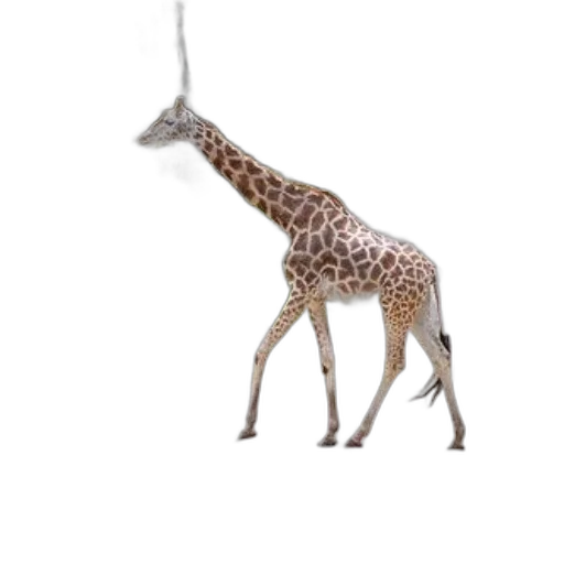 animal, creature, staff, umbrella transparent PNG cut-out