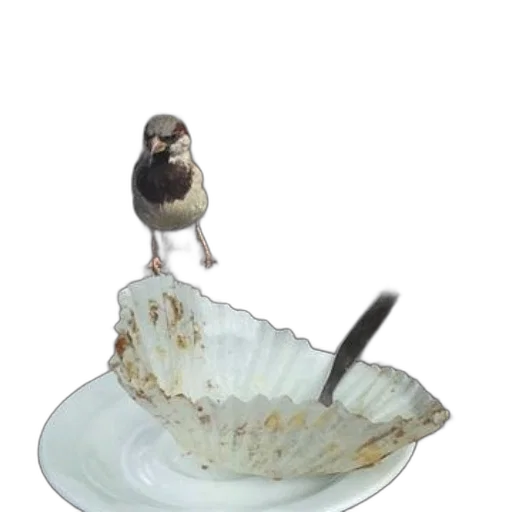 food, animal, hat, creature transparent PNG cut-out