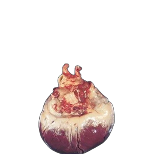 food, crown, flower, animal transparent PNG cut-out