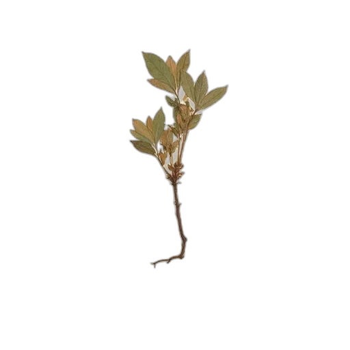 tree, staff, crown, hair transparent PNG cut-out