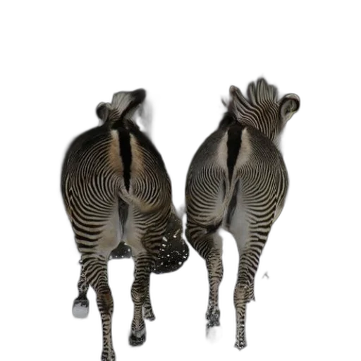 animal, jewelry, shoes, crown transparent PNG cut-out