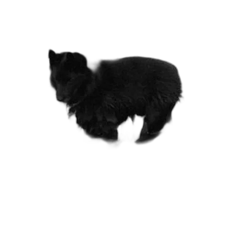 animal, hair, creature, dragon transparent PNG cut-out