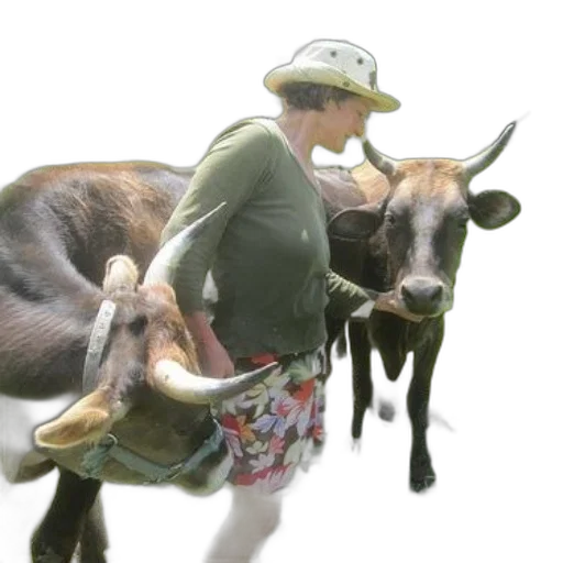 animal, hat, creature, concept art transparent PNG cut-out