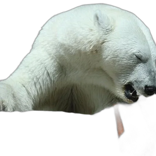 animal, creature, staff, face transparent PNG cut-out