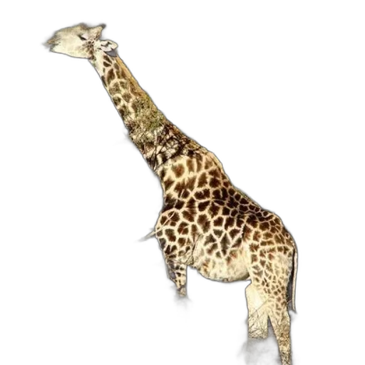 animal, creature, staff, jewelry transparent PNG cut-out