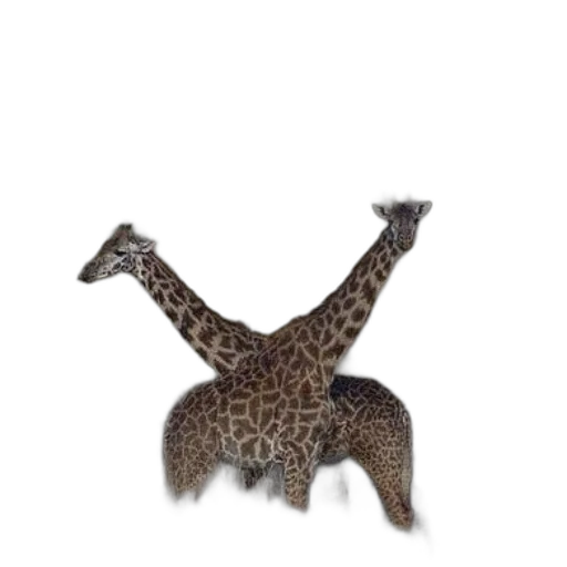 animal, creature, hair, hat transparent PNG cut-out