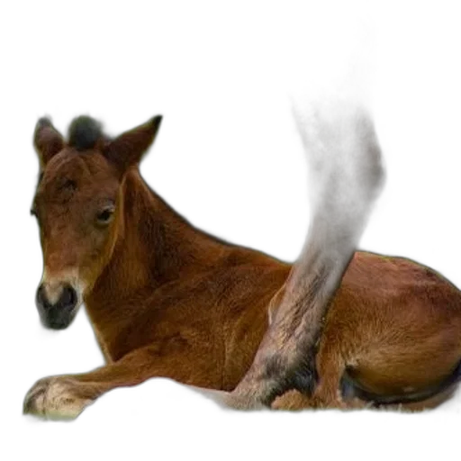 animal, staff, creature, hair transparent PNG cut-out
