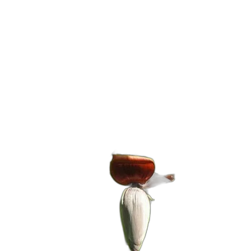 flower, bottle, food, furniture transparent PNG cut-out