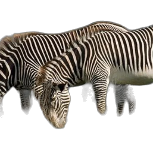 animal, creature, staff, jewelry transparent PNG cut-out
