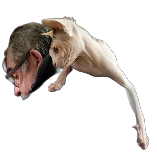 animal, creature, staff, mask transparent PNG cut-out