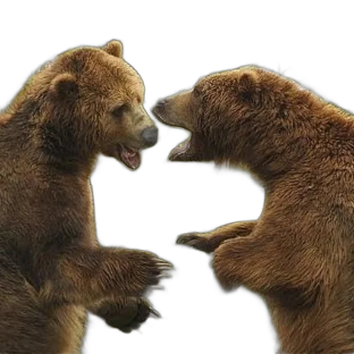 photorealistic, two, brown, bears transparent PNG cut-out