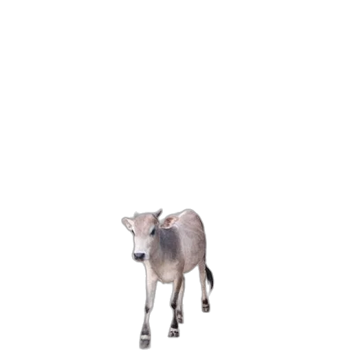 animal, creature, robot, weapon transparent PNG cut-out