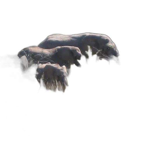 animal, hair, creature, dragon transparent PNG cut-out