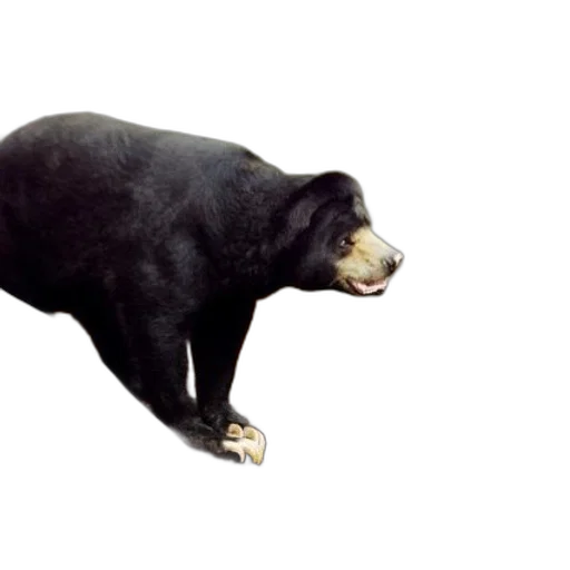 animal, creature, food, staff transparent PNG cut-out