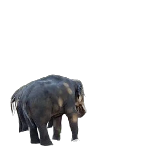 animal, creature, staff, weapon transparent PNG cut-out