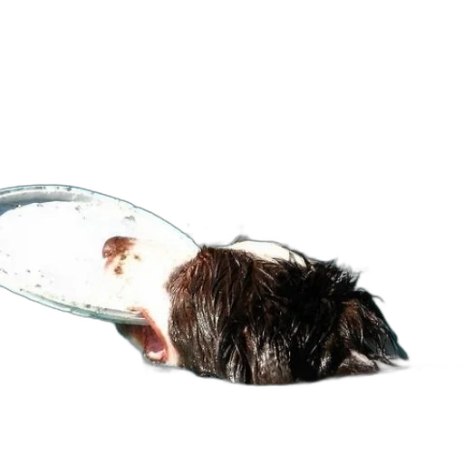 hair, animal, food, mask transparent PNG cut-out