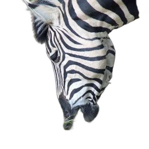 animal, umbrella, creature, hat transparent PNG cut-out