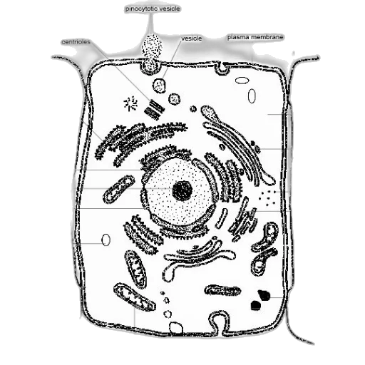 jewelry, bottle, robot, jacket transparent PNG cut-out